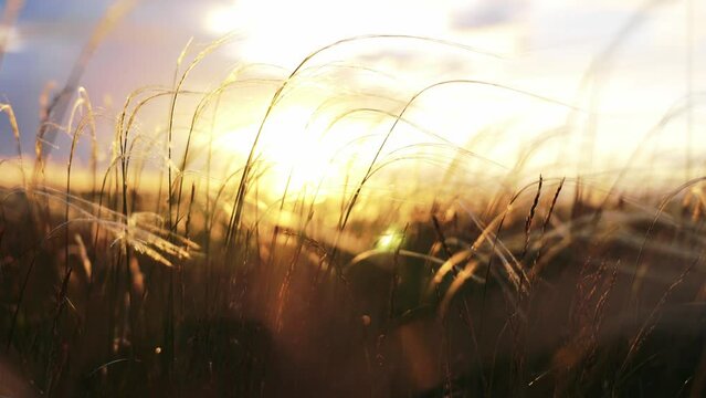Rich harvest wheat in field against the horizon of beautiful sunrise and landscape nature in rays sun. Agricultural crop. Spikelets for production of bakery products. Summer season in countryside.