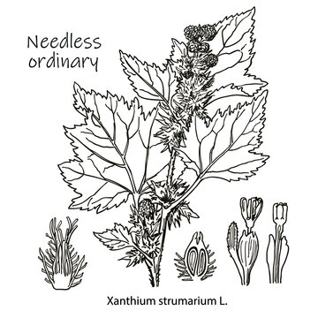 Outline drawing of a needless. A plant hand drawing. Black and white flowers and leaves. Botanical vector illustration.