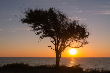 Fototapeta na wymiar Ukraine landscape tree silhouette with sunrise background
