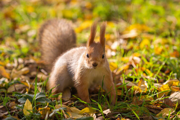Naklejka na ściany i meble Urban Explorer: Inquisitive Squirrel at the Park