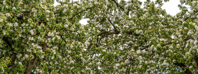 Fototapeta na wymiar White flourishing spring trees in the park. Spring concept