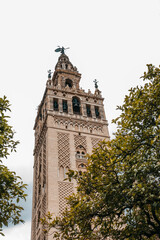 Fototapeta na wymiar Tower of giralda in Seville hidden among trees