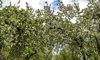 White flourishing spring trees in the park. Spring concept