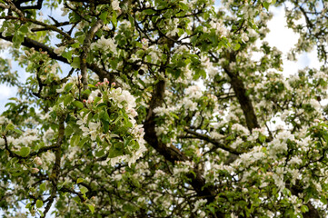 Fototapeta na wymiar Closeup of White flourishing spring trees in the park. Spring banner with place for text