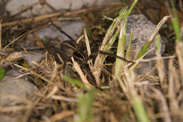 araña 