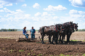 Woman plowing a field with a team of four black Percheron horses.