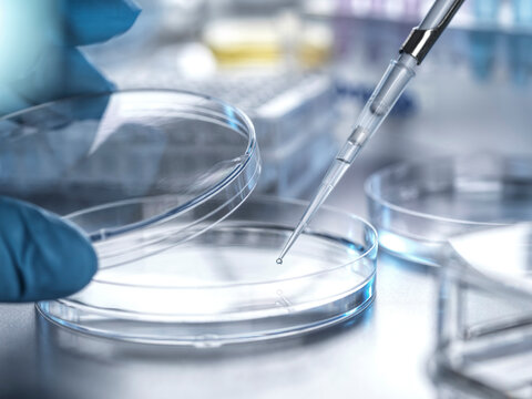 Biomedical Research, Pipetting sample into a petri dish in lab