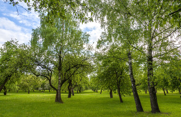 Trees in the park in spring. Nature awakening