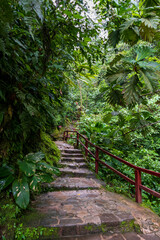 Stone path heading deep into the jungle in the Amazon of Peru.