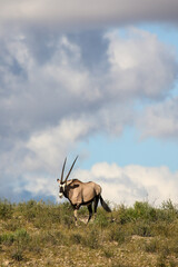 Gemsbok or South African Oryx in the Kgalagadi