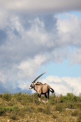 Gemsbok or South African Oryx in the Kgalagadi