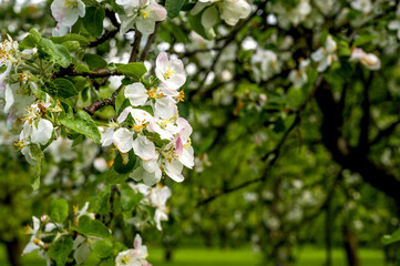 Closeup of a blooming tree.Springtime banner with place for text