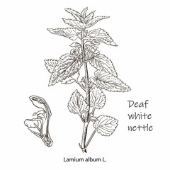 Nettle vector drawing. Isolated medical plant with leaves. Herbal engraved style illustration. Detailed botanical sketch for tea, organic cosmetic, medicine, aromatherapy