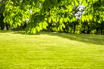 Blur park garden tree in nature background, blurry green bokeh light outdoor in.Defocus image with place for text