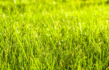 Fresh grass in the after after rain under sun rays. Nature banner.