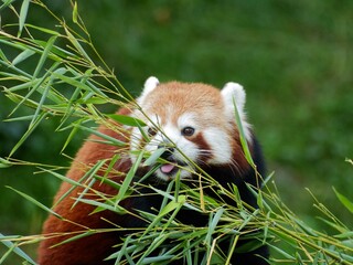 Pairi Daiza Zoo, Belgium - September 2018 : View of the Red Panda (The Kingdom of Ganesha)