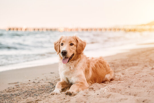 Golden retriever on the coastline. Companion dog sitting on the sandy beach - Powered by Adobe