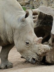 Obraz premium Pairi Daiza Zoo, Belgium - September 2018 : View of the white rhinoceros