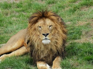 Pairi Daiza Zoo, Belgium - September 2018 : View of the African lion