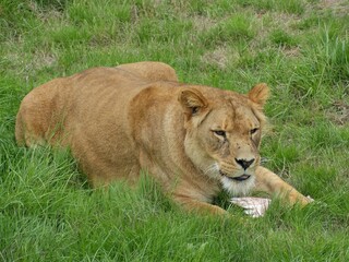Fototapeta na wymiar Pairi Daiza Zoo, Belgium - September 2018 : View of the African lioness