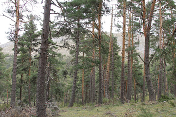 A Scots pine (Pinus sylvestris) forest in Piedrafita de Babia (León) Spain