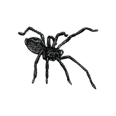 Yellow Sac Spider illustration isolated on background