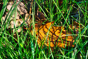Blatt im Gras Tau 