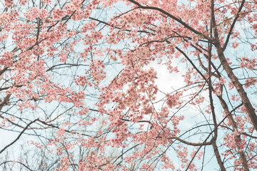 Fresh pink cherry blossoms on a branch