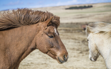 Fototapeta premium Healthy Horse In A Pasture Portrait
