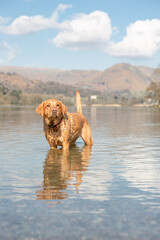 Labrador retriever dog standing in a lake in the Lake District on vacation