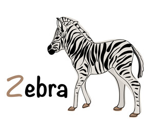 Fototapeta na wymiar Portuguese alphabet with a picture of a zebra. Translation from Portuguese: zebra. Vector doodle hand drawn illustration