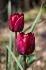 Naklejka premium Tulpen Rot