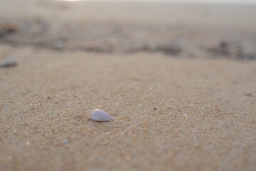 Fototapeta na wymiar alone shell on dirty sand