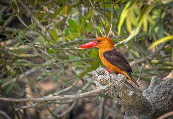 Brown-winged kingfisher is a species of bird in the subfamily Halcyoninae. It is found along the north and eastern coasts of the Bay of Bengal, occurring in the countries of Bangladesh and India.