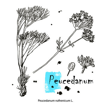 Hogs fennel, or sulphurweed Peucedanum officinale, medicinal plant. Hand drawn botanical vector illustration