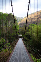 Obraz premium soft focus Wooden Bridge along the river to green forest 
