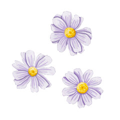 Camomile watercolour elements isolated on white background