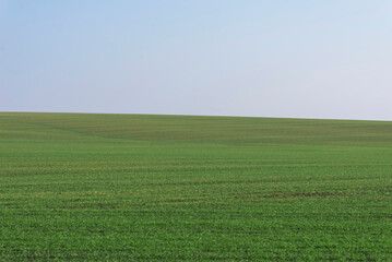 Fototapeta premium Green field with blue sky as background.