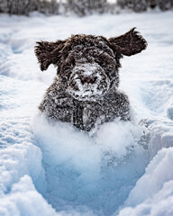 Puppy dog running in snow