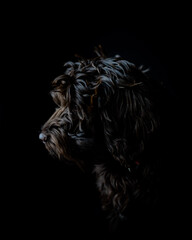 Puppy on an black background