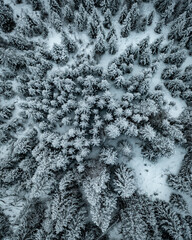 Top down drone shot of winter snow covered trees
