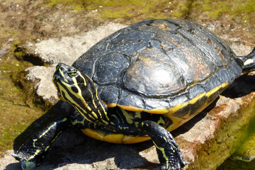 Freche hinaufschauende Schildkröte mit gelb schwarzem Muster auf der Haut . turtule tortoise with...
