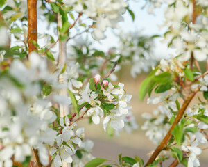 white and pink apple blossom branches