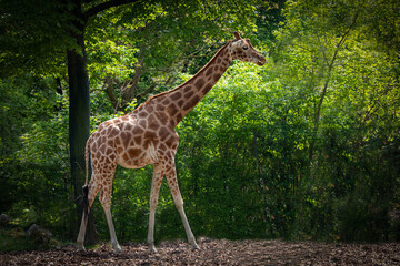 a tall giraffe standing in front of forest trees