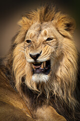 a male lion growling  wizh opened mouth showing teeth