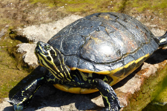 Freche hinaufschauende Schildkr&ouml;te mit gelb schwarzem Muster auf der Haut . turtule tortoise with yellow stripes on the head sunning in the sun . 