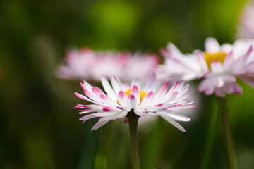 Lawn daisies close up on a natural blurred background. Common daisy or lawn daisies (Bellis perennis) on a green lawn. Blooming wildflowers side view close-up