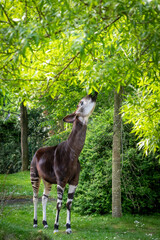an okapi forest girrafe standing in the forest eating leaves - obrazy, fototapety, plakaty