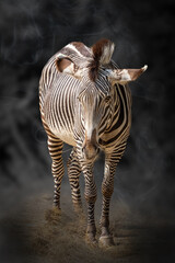 Fototapeta na wymiar artistic portrait of a zebra on a dark background