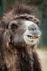Fototapeten close-up funny portrait of the face of a camel © Ralph Lear
